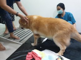 ฝังเข็มแก้การอักเสบ Inflammation ในสุนัข